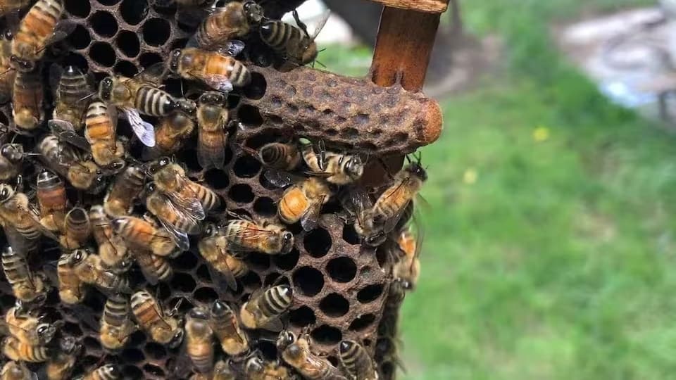 Estudo revela segredo do desenvolvimento da rainha das abelhas
