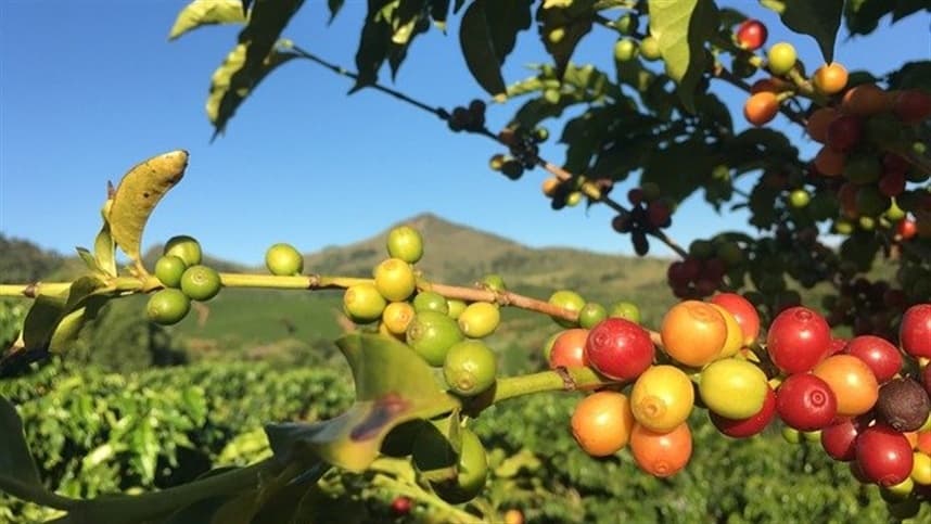 Nematoide das galhas ameaça a produção de café no Brasil