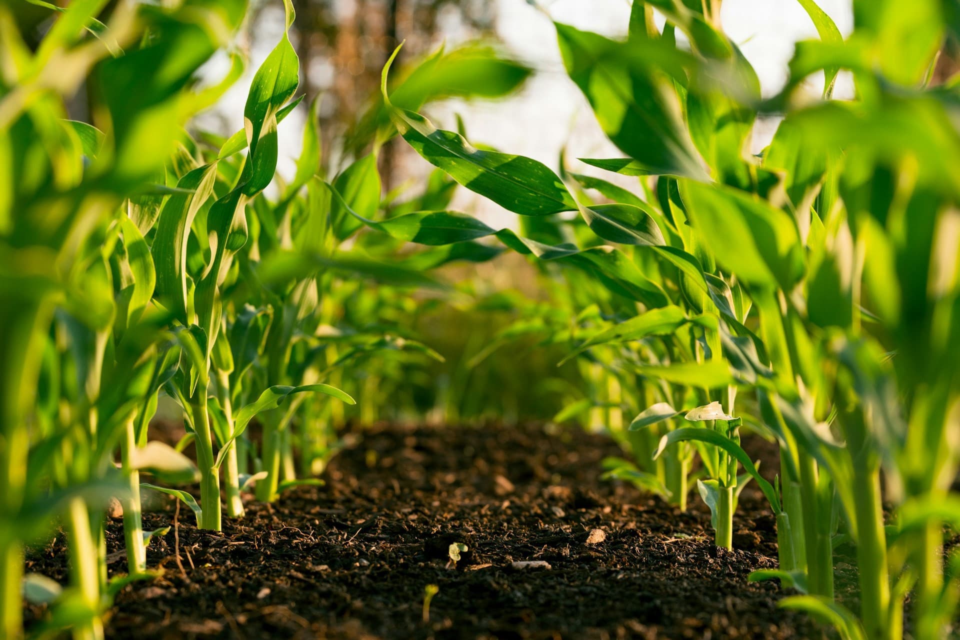 Inteligência Artificial Revoluciona o Agronegócio com Novas Tecnologias