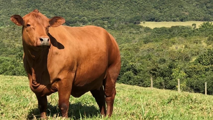Mercado aguarda reação de preços do boi enquanto pecuaristas recuam nas negociações