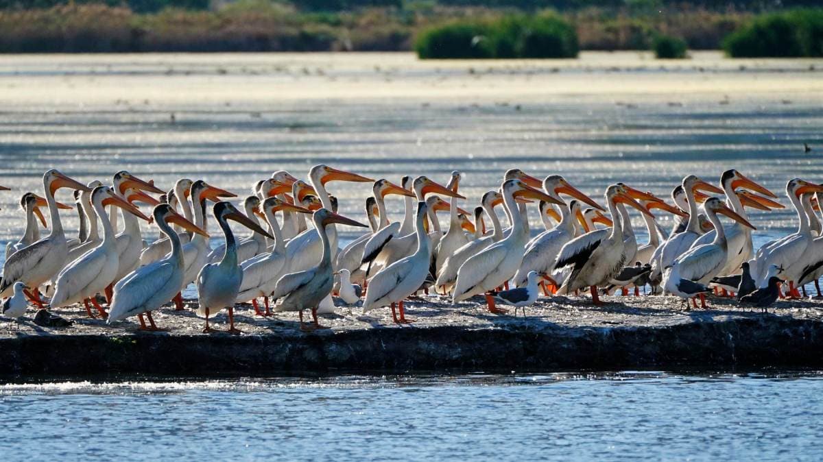 El Niño afeta ecossistemas marinhos e provoca fome em pelicanos no Peru