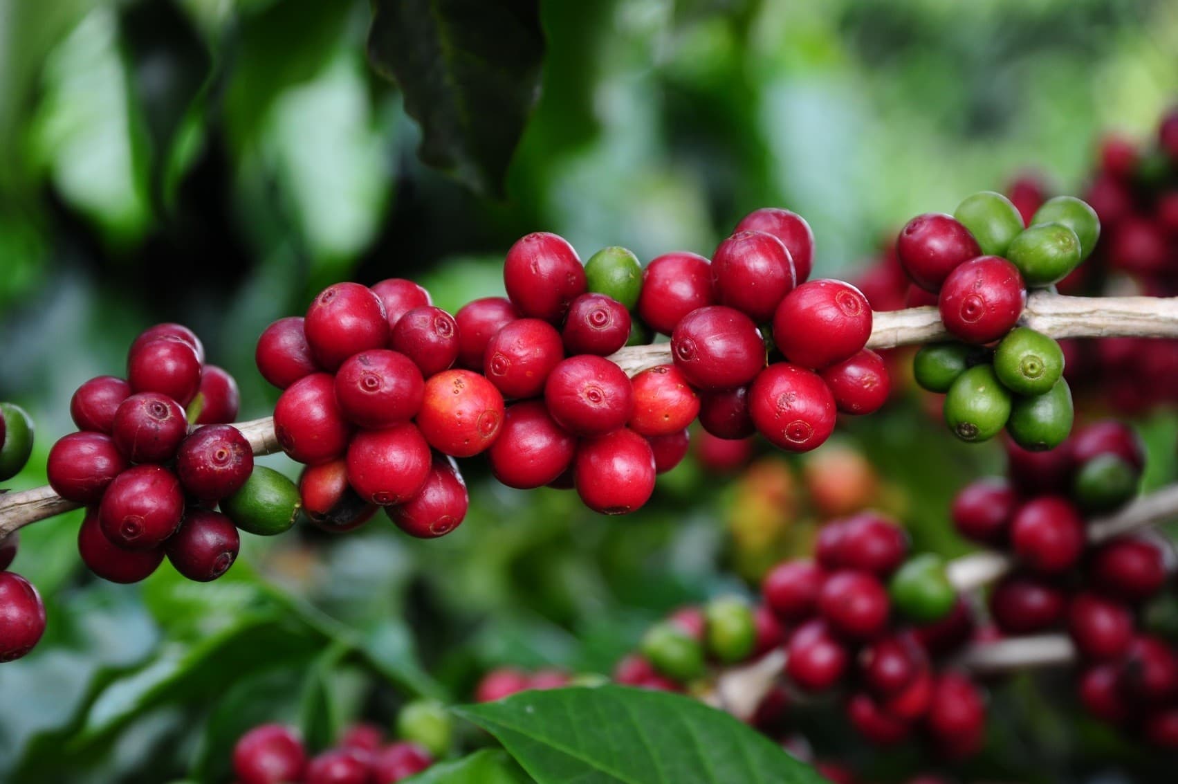 Café arábica registra queda de 9% enquanto mercado observa clima