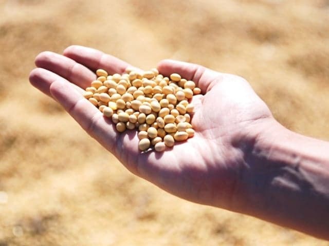 Mercado de soja inicia semana sem grandes movimentações no Brasil