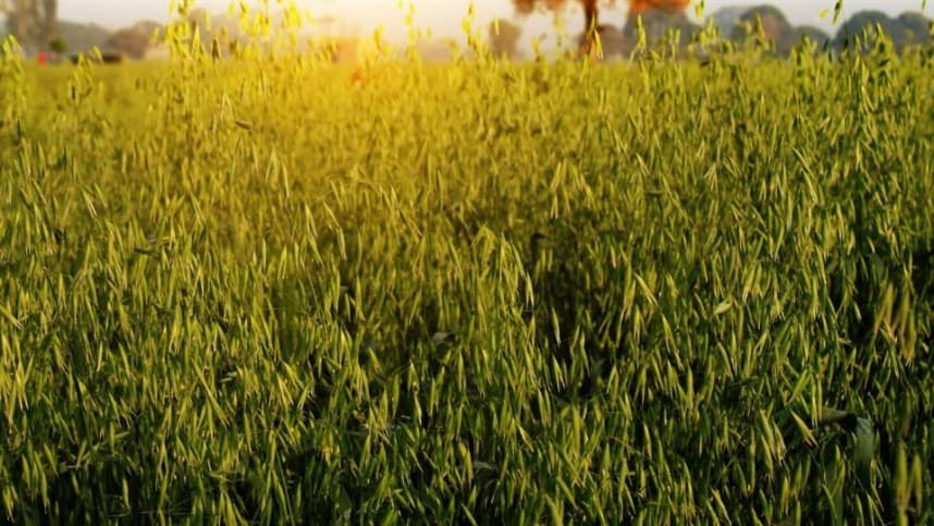 Culturas de Cobertura: Estratégia Eficaz no Combate a Plantas Daninhas