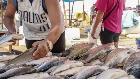 Brasil busca reabertura do mercado europeu para pescado nacional