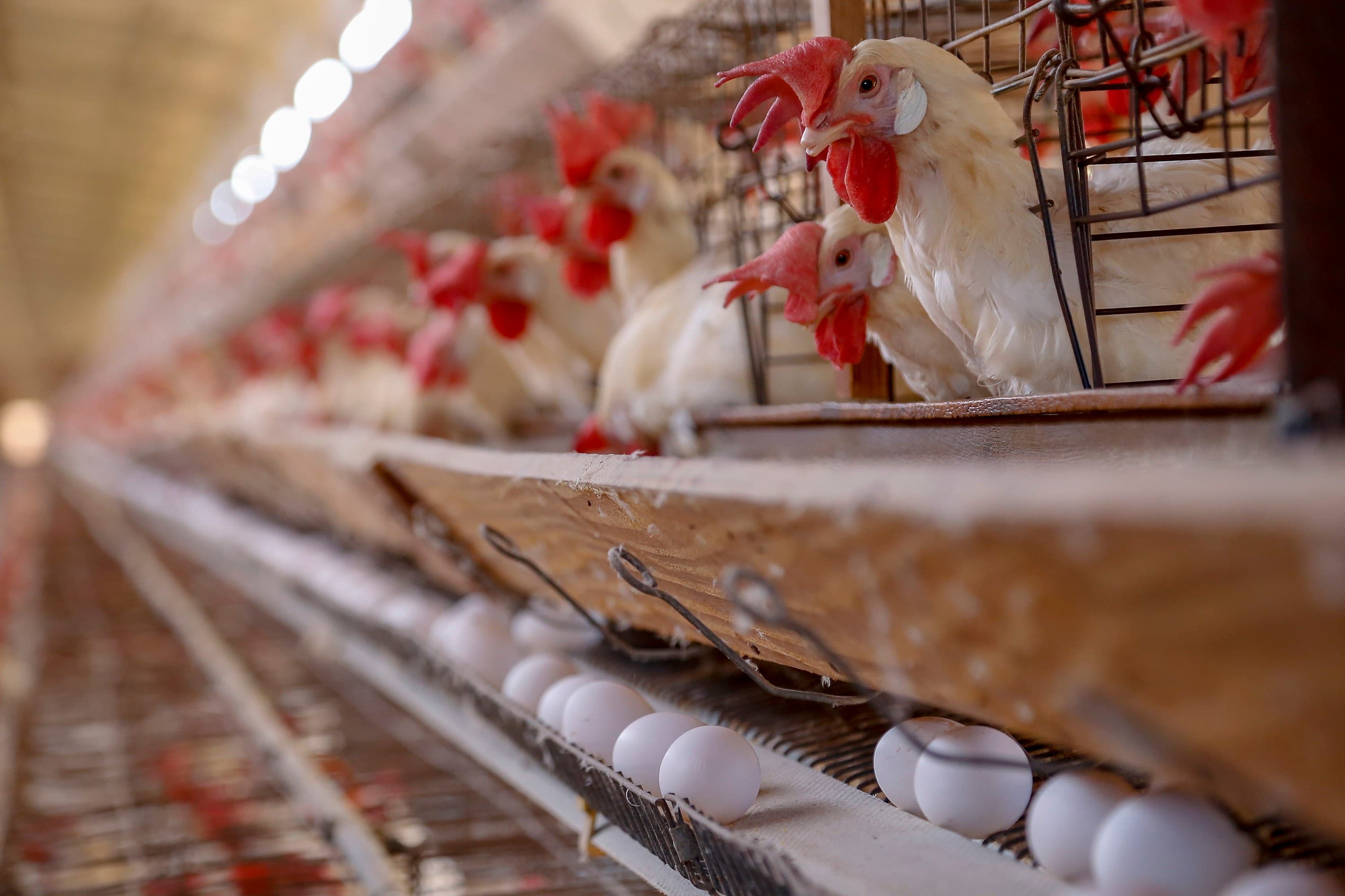 Produtor de ovos paulista enfrenta queda no poder de compra