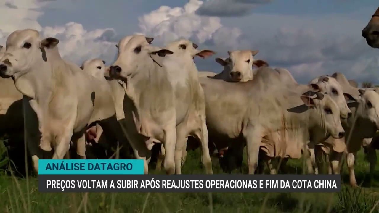 Alta nos preços de boi gordo devido à saída da China