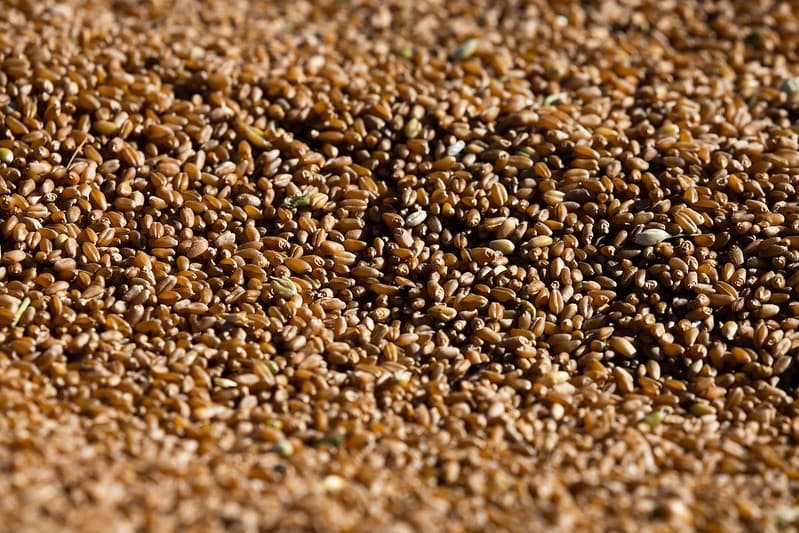 Cotações de trigo variam entre Paraná e Rio Grande do Sul