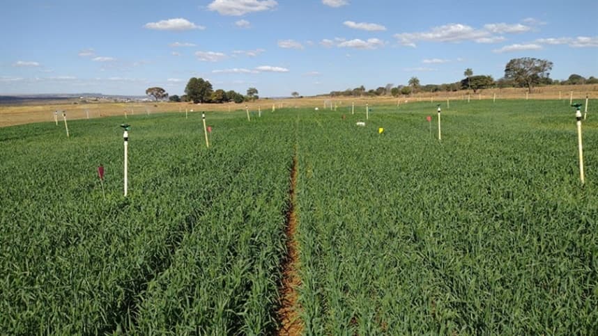 Manejo da palha é crucial para o plantio de soja e milho