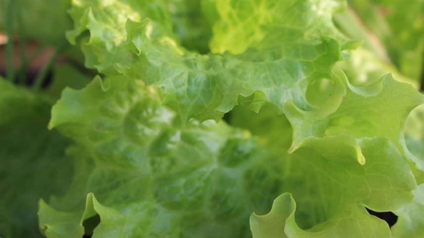 Agricultores de sementes de cenoura aumentam produção durante período de tempo seco