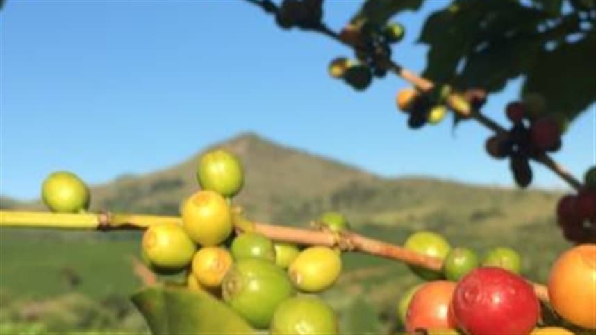 Café colombiano: exportações suspensas após terremoto em Buenaventura
