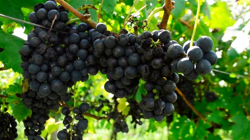 Fungo benéfico combate podridão cinzenta em cultivos agrícolas