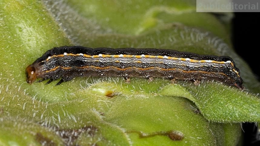 Lagartas exigem monitoramento e manejo eficaz nas lavouras