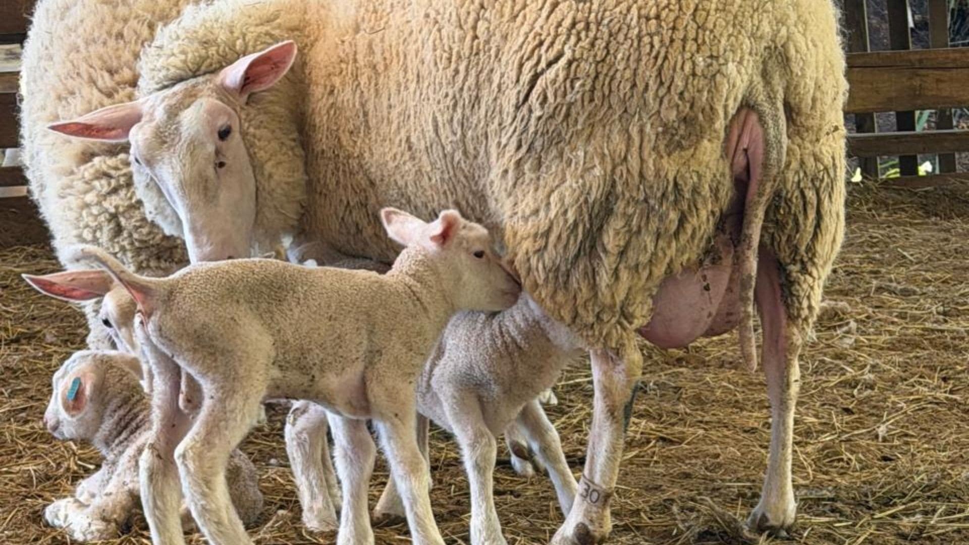 Ovelha em Rancho Queimado dá à luz trigêmeos, fato raro na ovinocultura