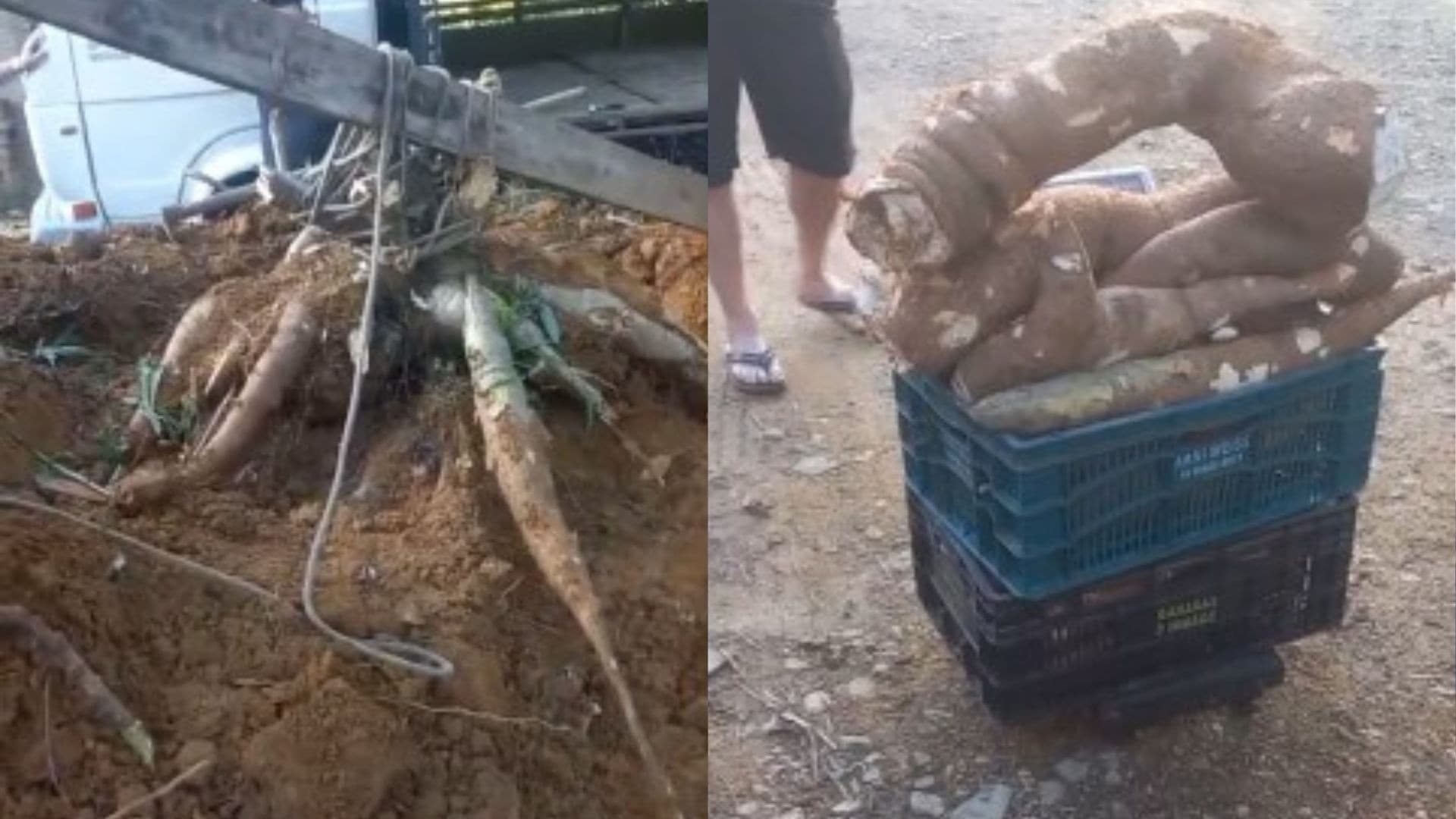 Produtor de SC colhe mandioca de 84 quilos e surpreende região