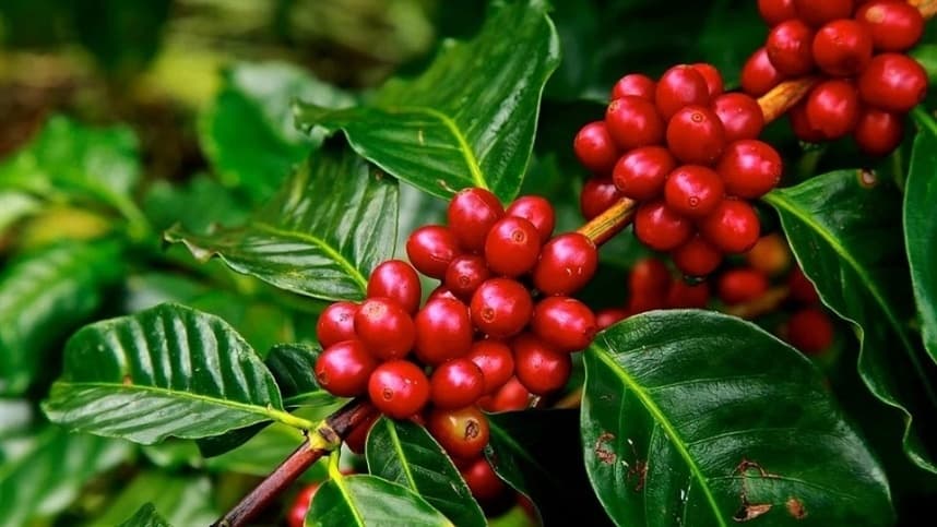 Monitoramento constante da broca-do-café é essencial para safra de qualidade