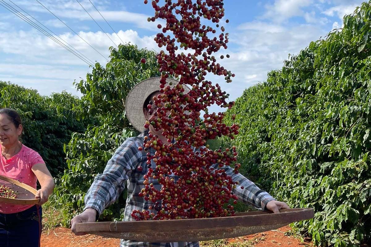 Produção de café no Brasil pode atingir 66,7 milhões de sacas em 2026