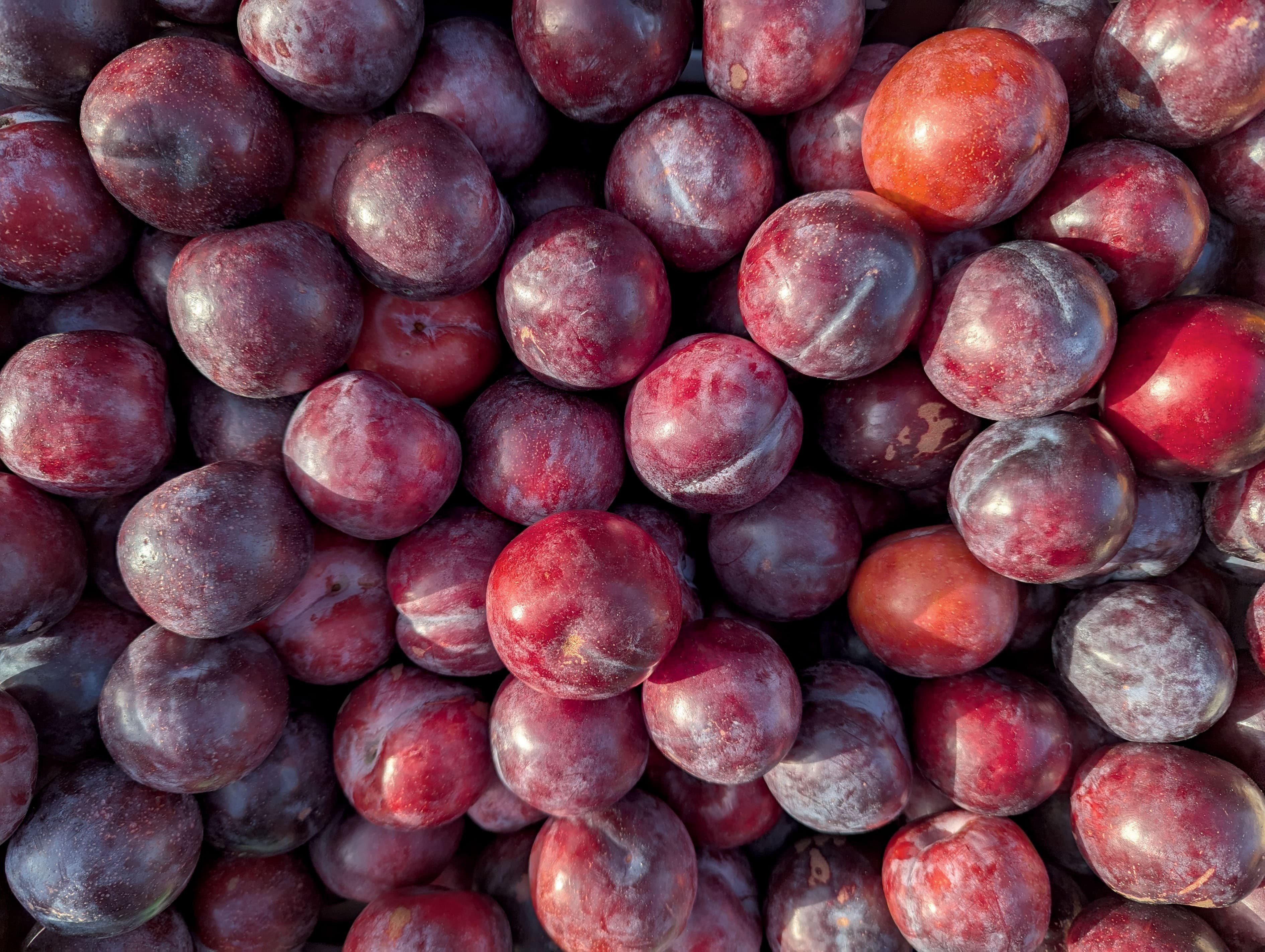 Ameixa se destaca como alternativa lucrativa para agricultores brasileiros