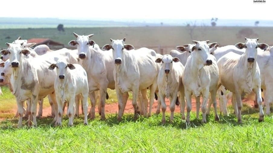 Indicador do boi gordo mantém alta e média chega a R$ 365,60