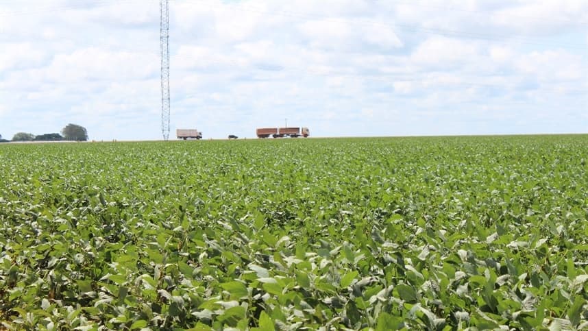 Óxido nítrico impulsiona crescimento das plantas e colheitas