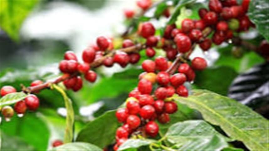 Broca-da-haste ameaça lavouras de café Conilon