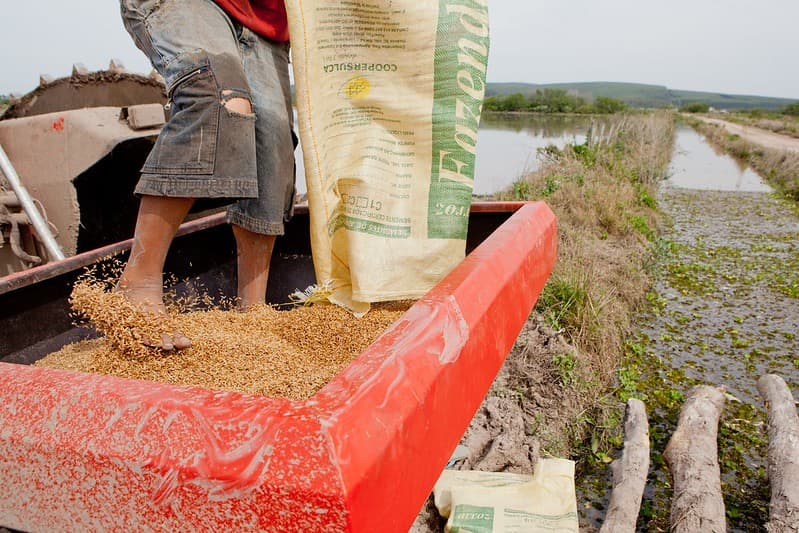 Preço do arroz em casca mantém estabilidade no início de outubro