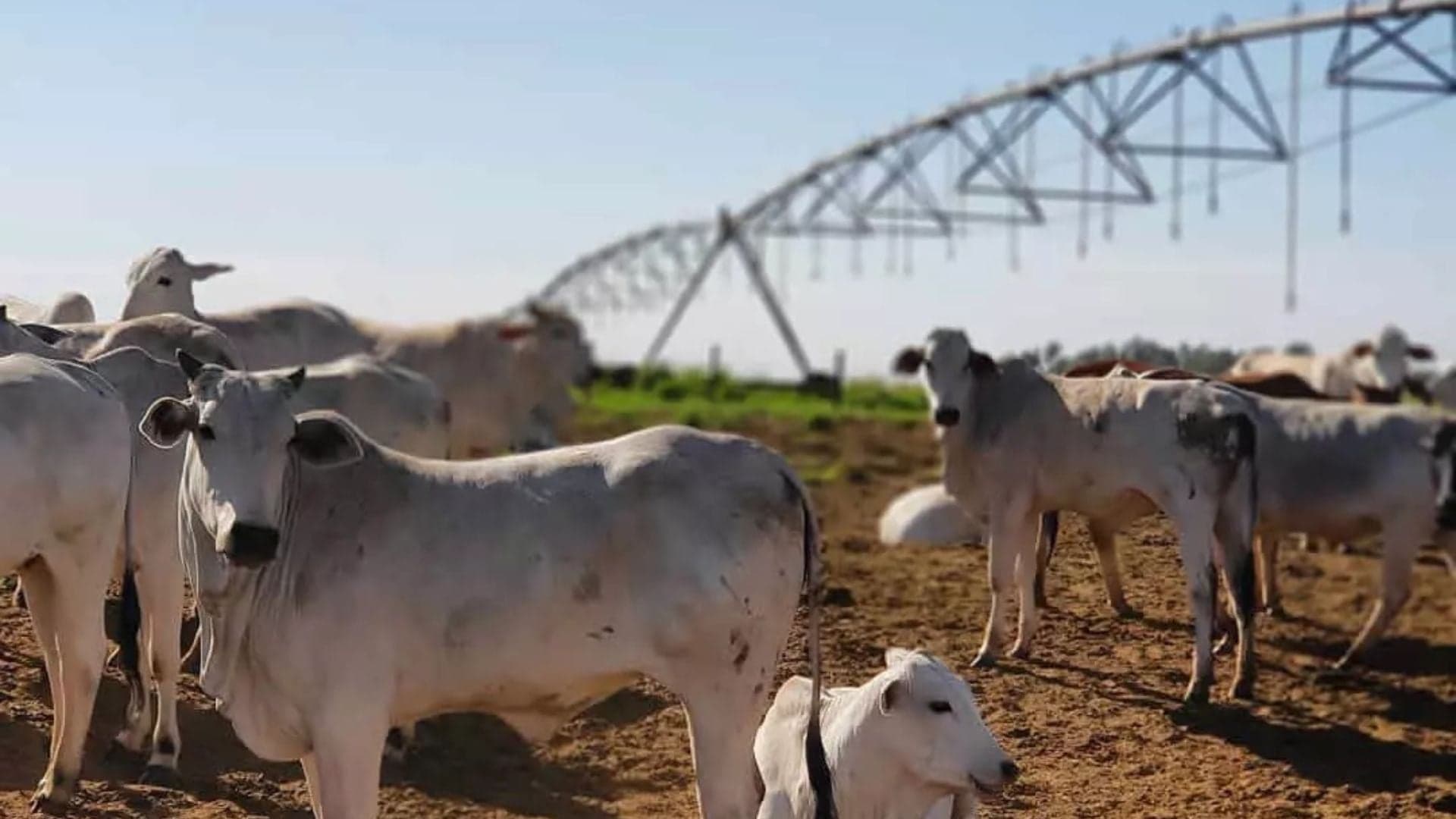 Irrigação de pastagens: impacto na pecuária brasileira