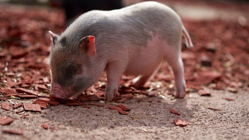 Exportação de carne suína registra brusca redução