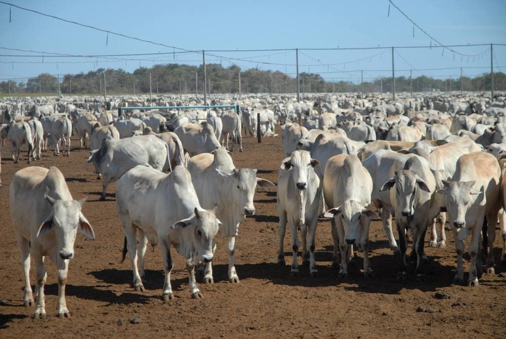 Mercado do boi gordo inicia a semana com negociações cautelosas