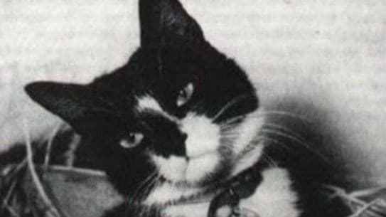 Gato Oscar é resgatado em meio a naufrágios da Segunda Guerra Mundial