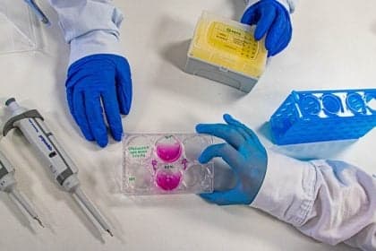 Organoides despertam dilemas éticos na pesquisa científica