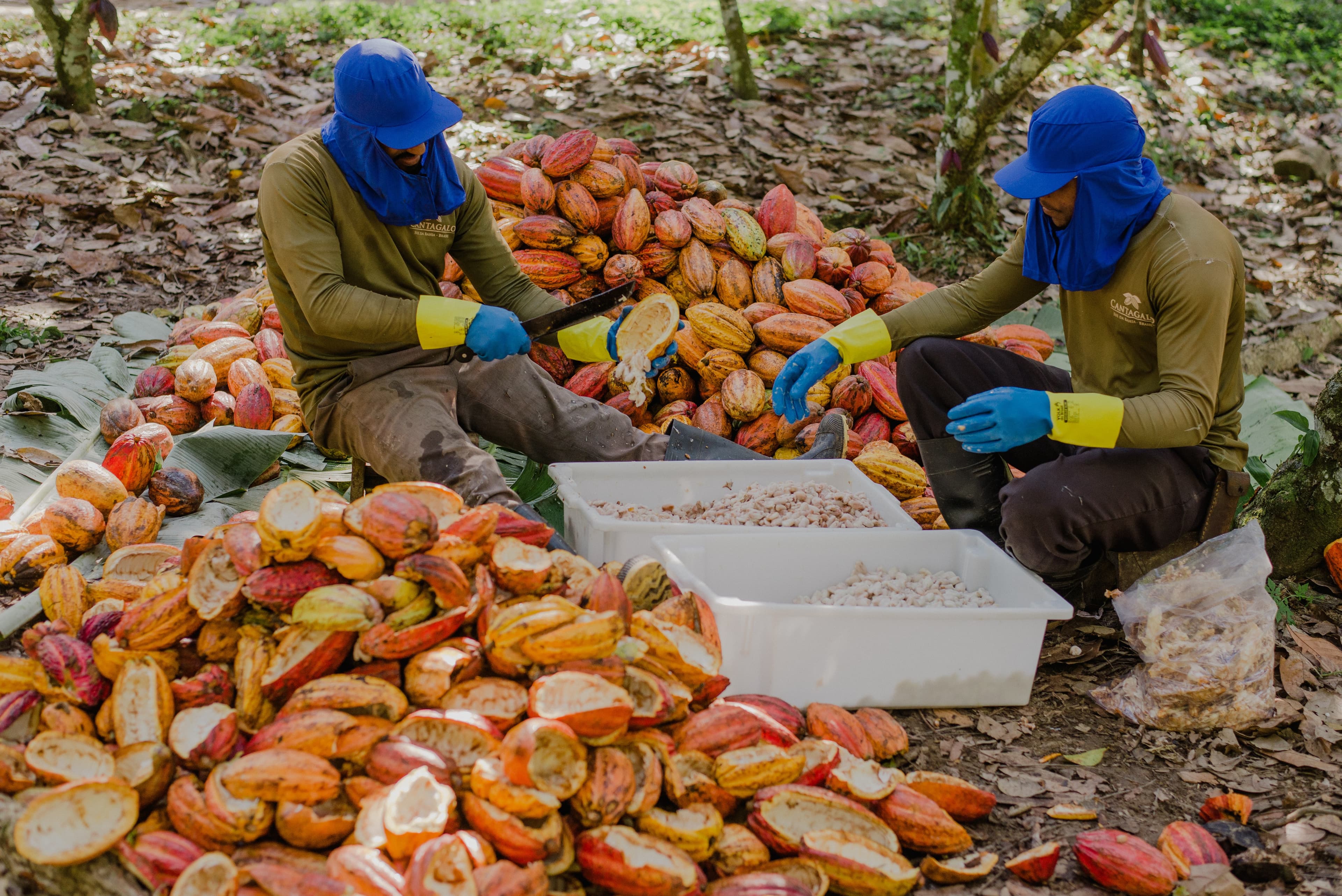 Cacau sofre desvalorização na Bolsa de Nova York com clima favorável na África