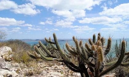 Lei Federal Fortalece Recuperação da Caatinga e Desenvolvimento Sustentável