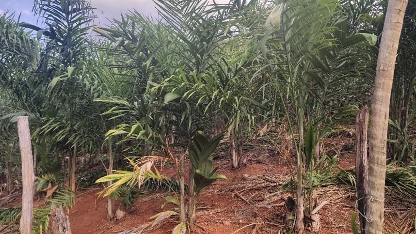 Cultura de palmito pupunha cresce no Vale do Rio Doce