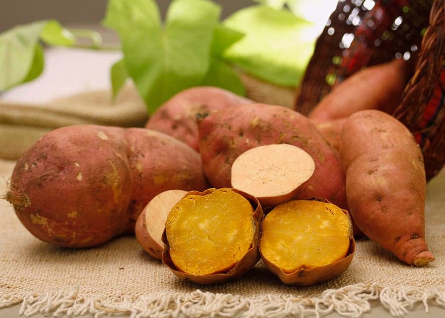 BRS Prenda: A Nova Batata-Doce Biofortificada da Embrapa Tem Alta Produtividade