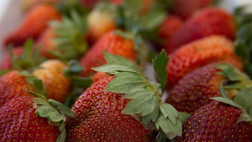 Cresce importação de morango congelado e preocupa produtores brasileiros