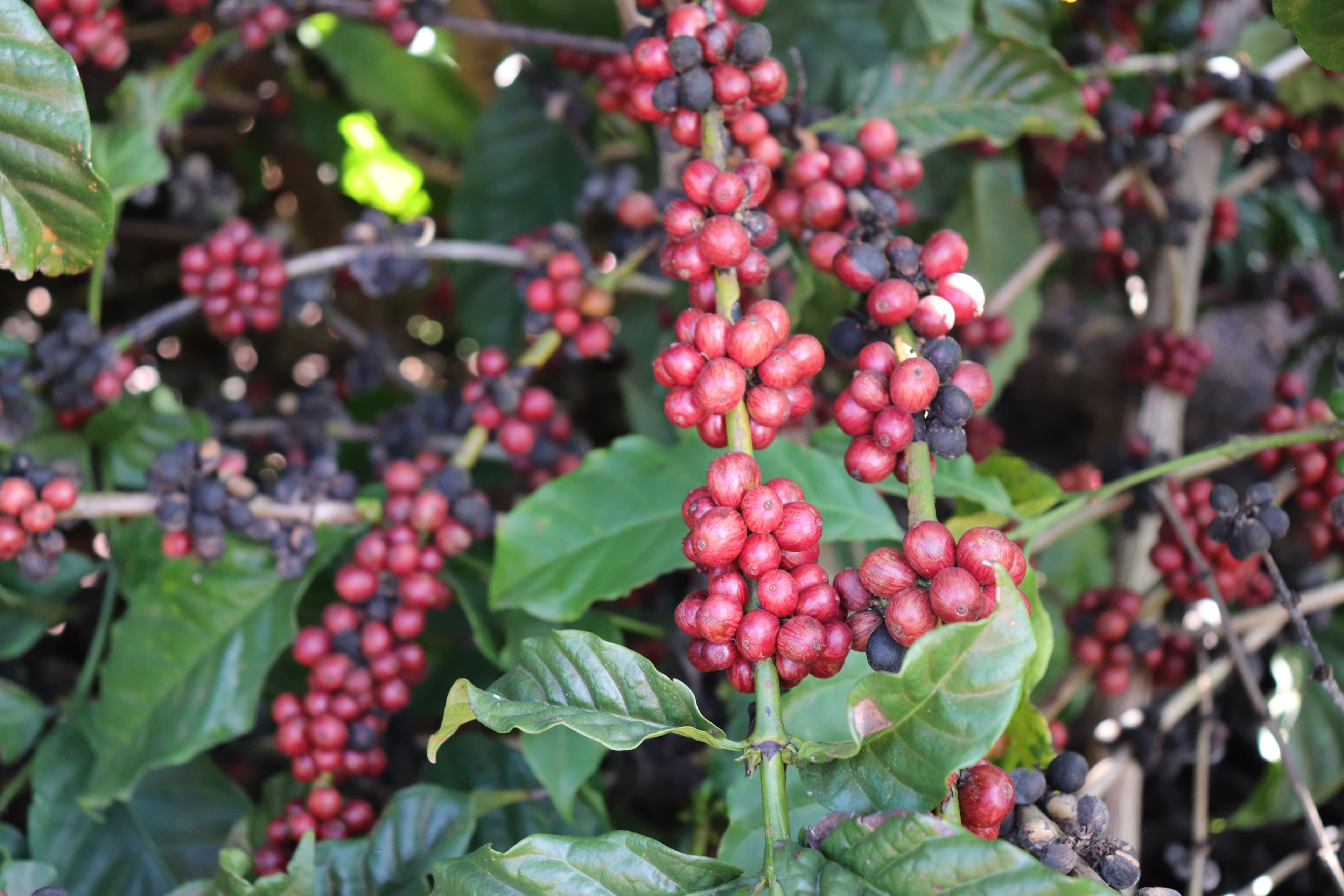 Cafeeiros do Espírito Santo enfrentam queda na produção de conilon