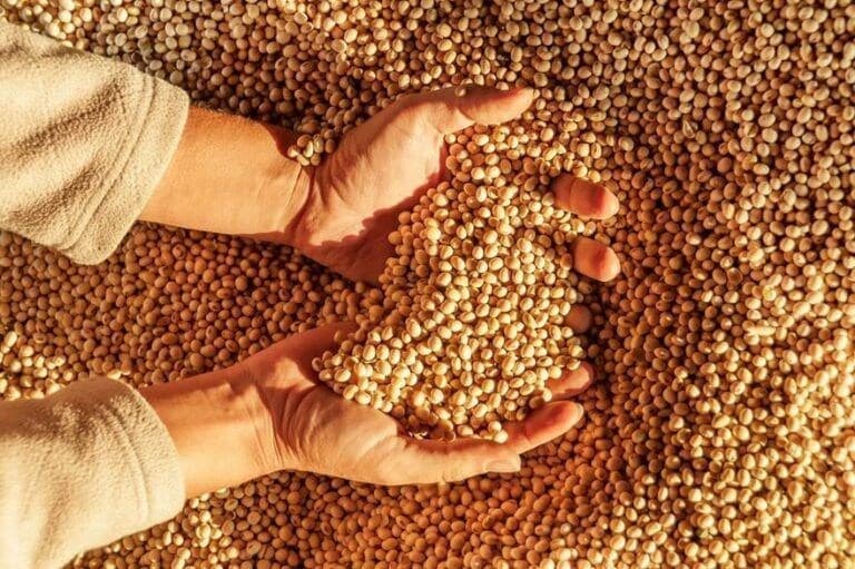 Crise no campo pode impulsionar mercado ilegal de sementes no Brasil