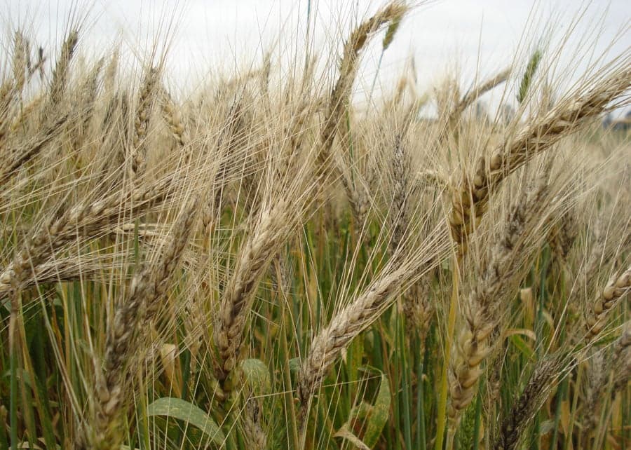 Preços do trigo permanecem elevados no Brasil apesar de vendas lentas