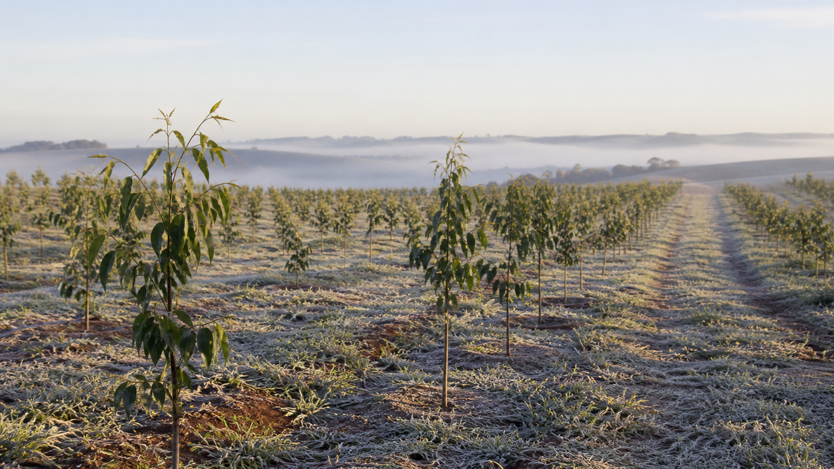Novas perspectivas para Eucalyptus com cultivar BRSGTR 0701 em Candói