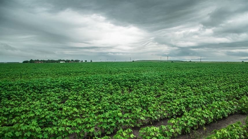 Projeção aponta crescimento modesto na soja de Mato Grosso