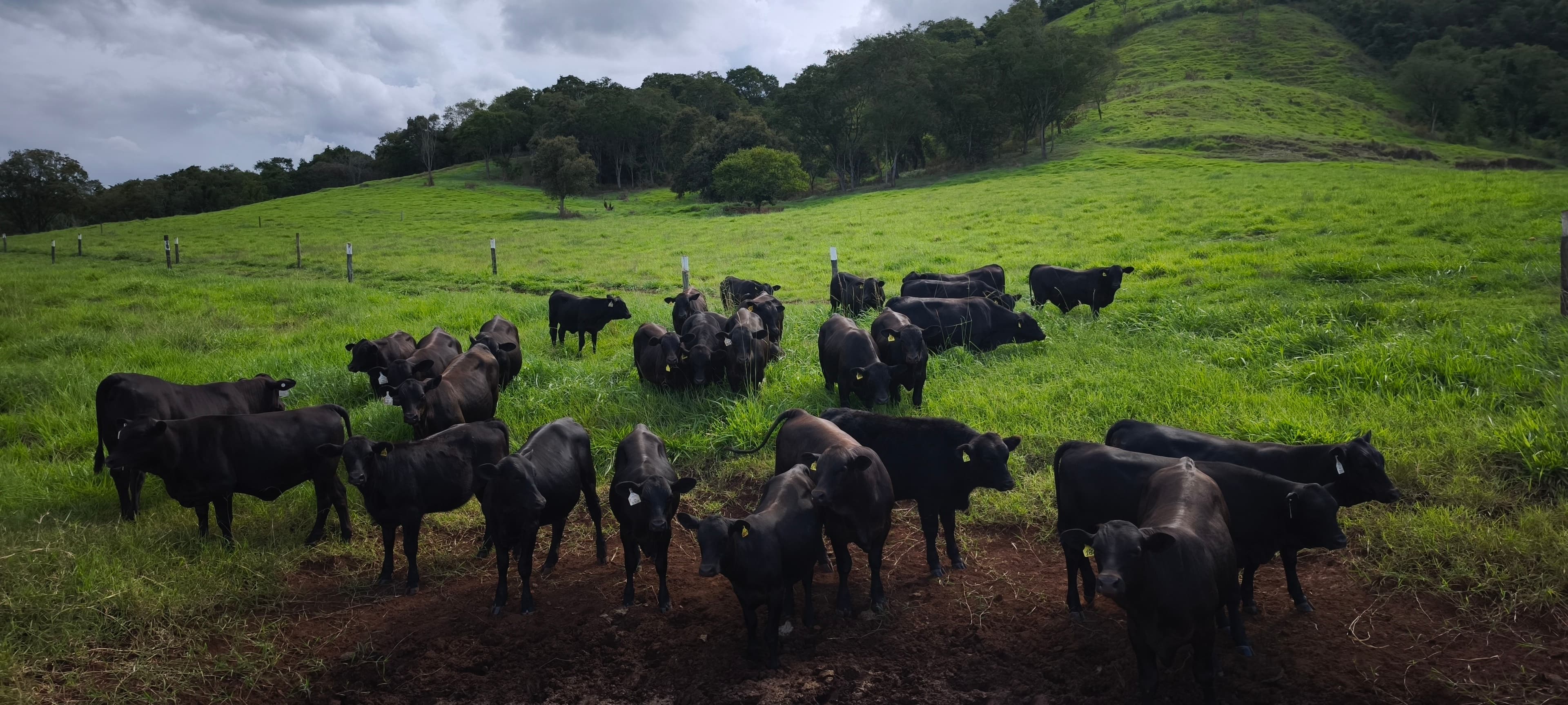 Senangus desponta no Brasil como opção para carne premium e resistência