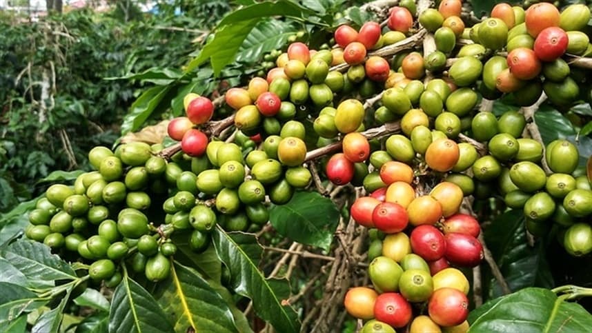 Produtividade de café em Baependi cresce 15,5% em três anos