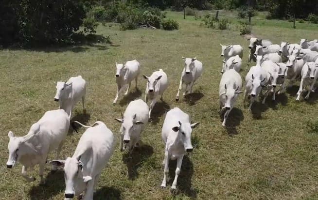 Preço do Boi Gordo Alcança R$ 380 por Arroba
