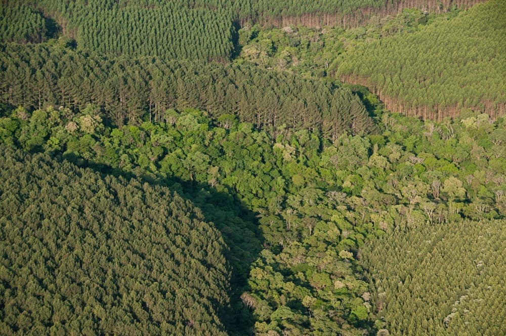 Embrapa Florestas é designada como Centro de Referência em florestas plantadas pela FAO