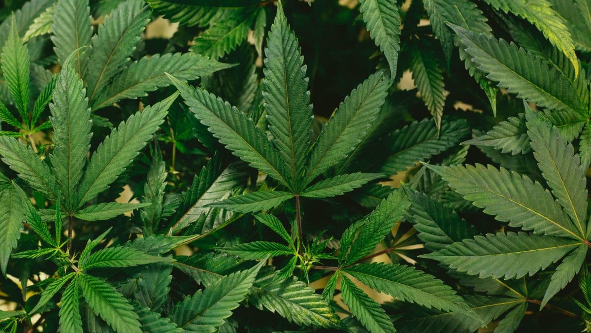 Estudo da Universidade de Genebra revela que cannabis aumenta testosterona