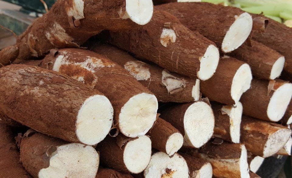 Produçao de mandioca restringida; feijão tem queda de preços