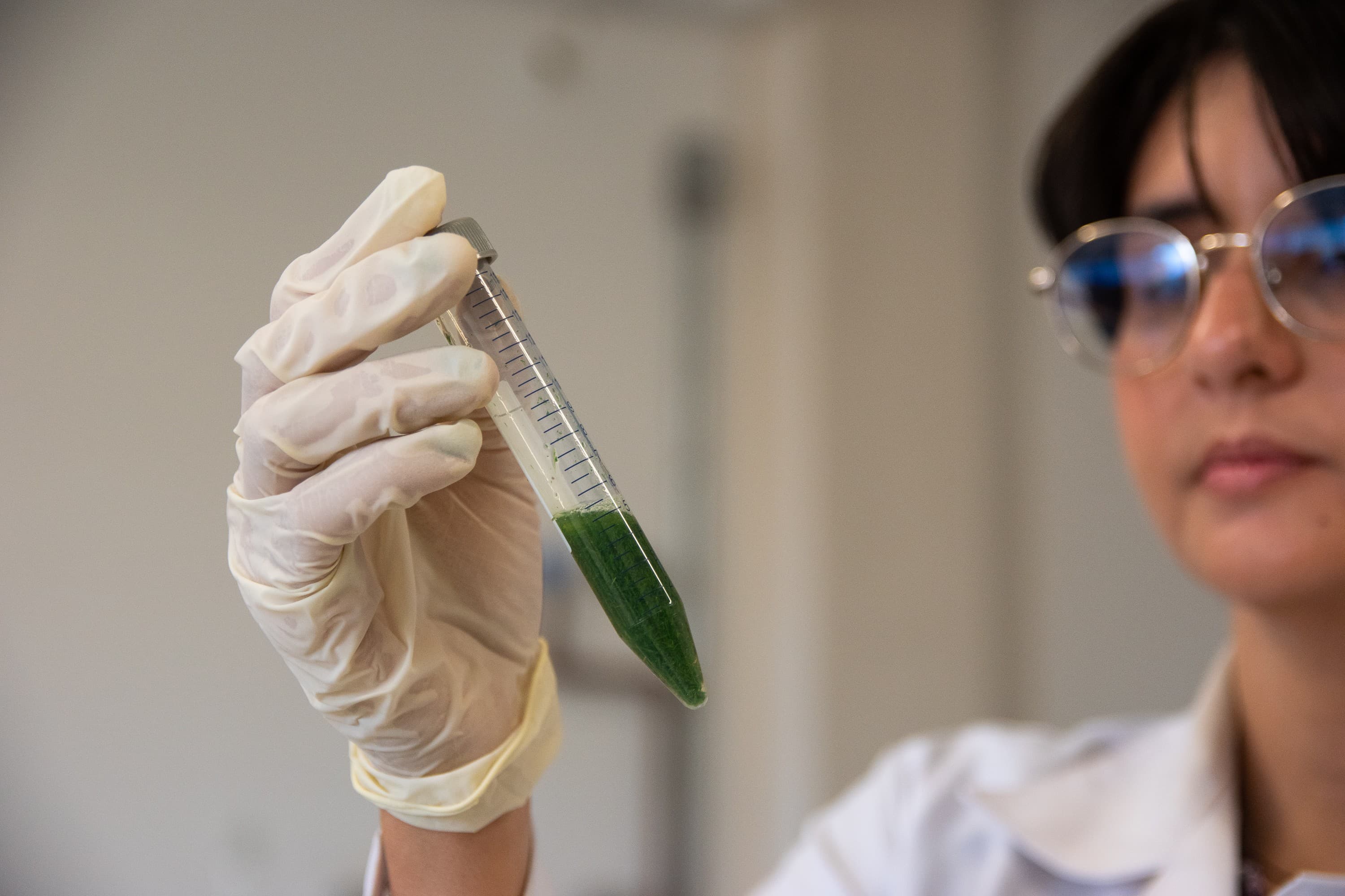 Açaí tem genoma sequenciado, revelando avanços na bioeconomia