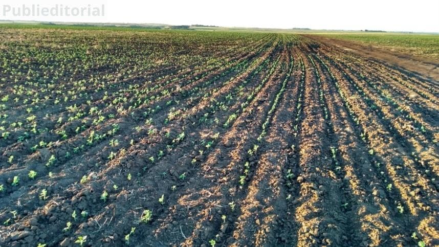 Viter Expande Atuação em Nutrição Via Foliar para Acompanhar Desenvolvimento Sustentável das Culturas