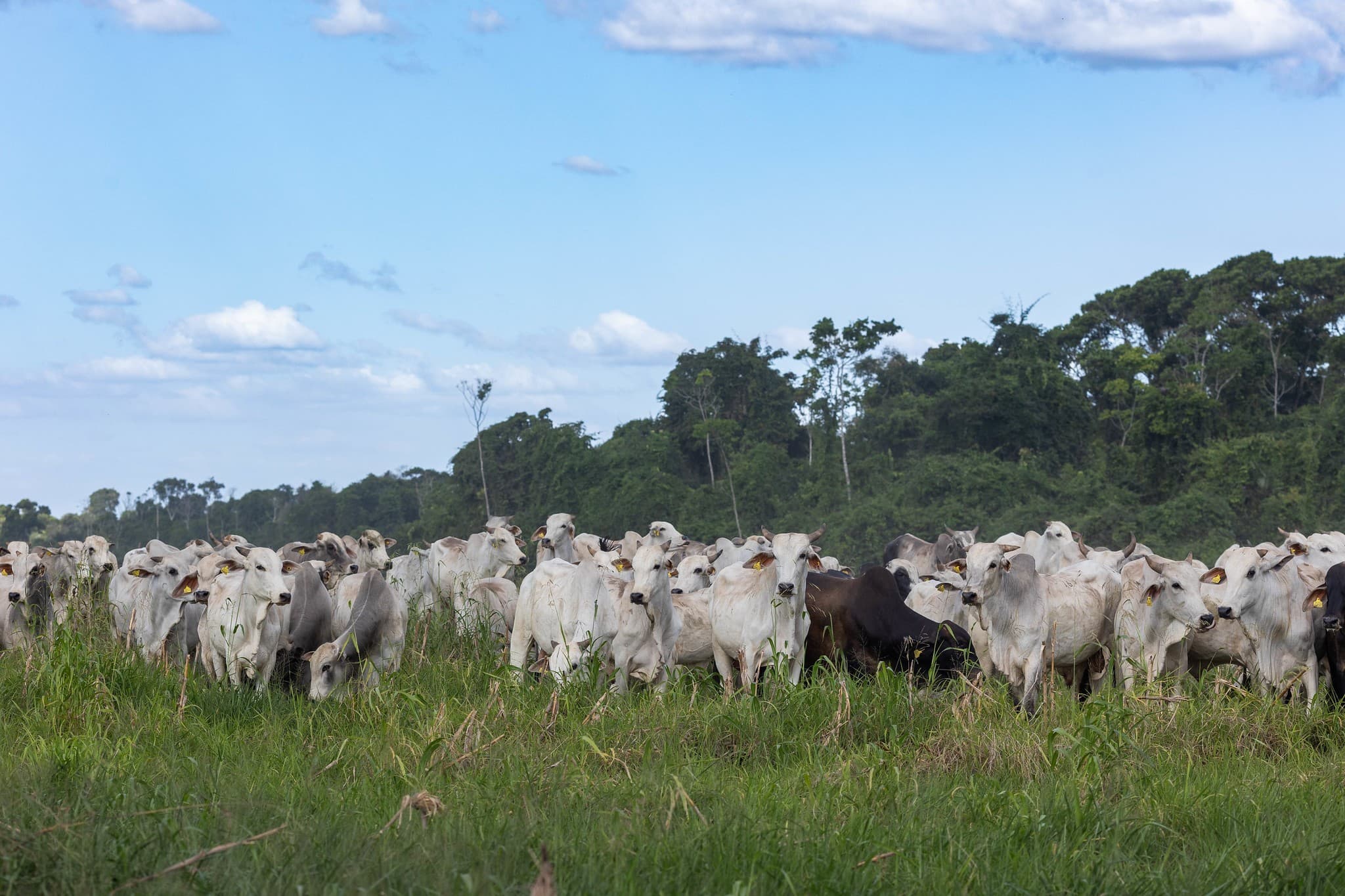 Integração de dados estaduais pode melhorar rastreabilidade na pecuária bovina